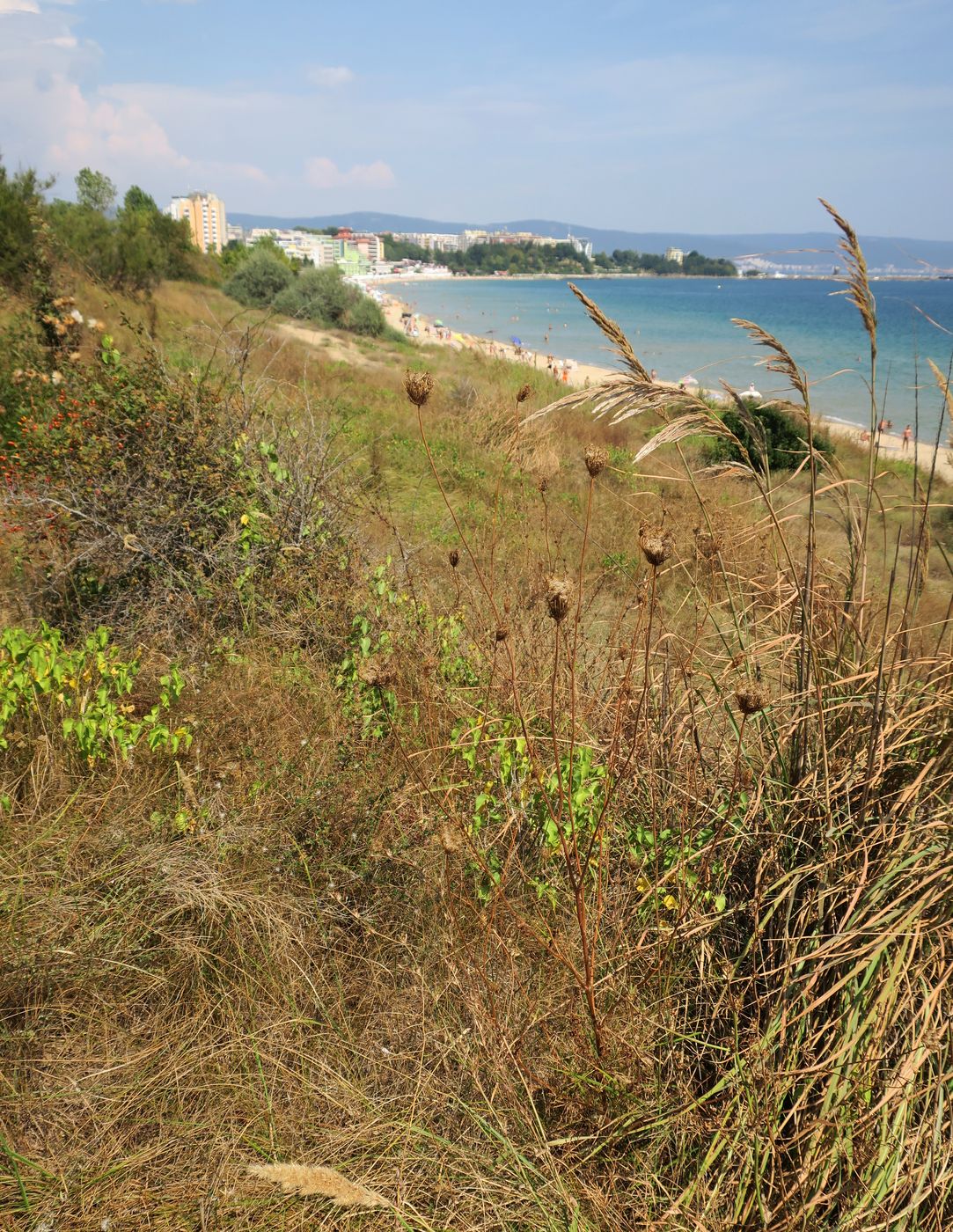 Дюны Несебра, image of landscape/habitat.