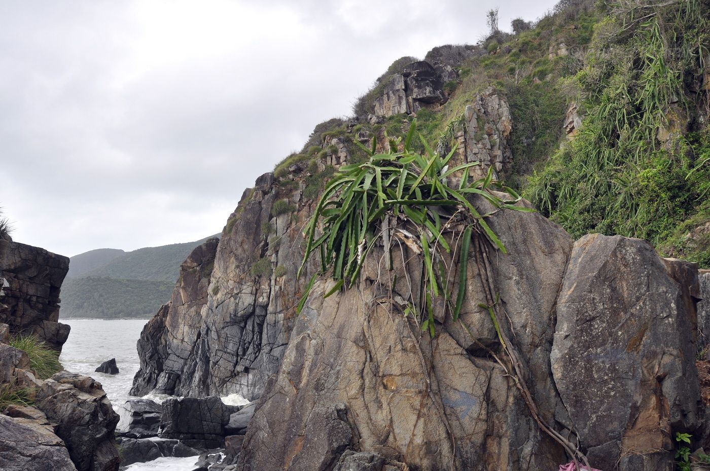 Нячанг, image of landscape/habitat.