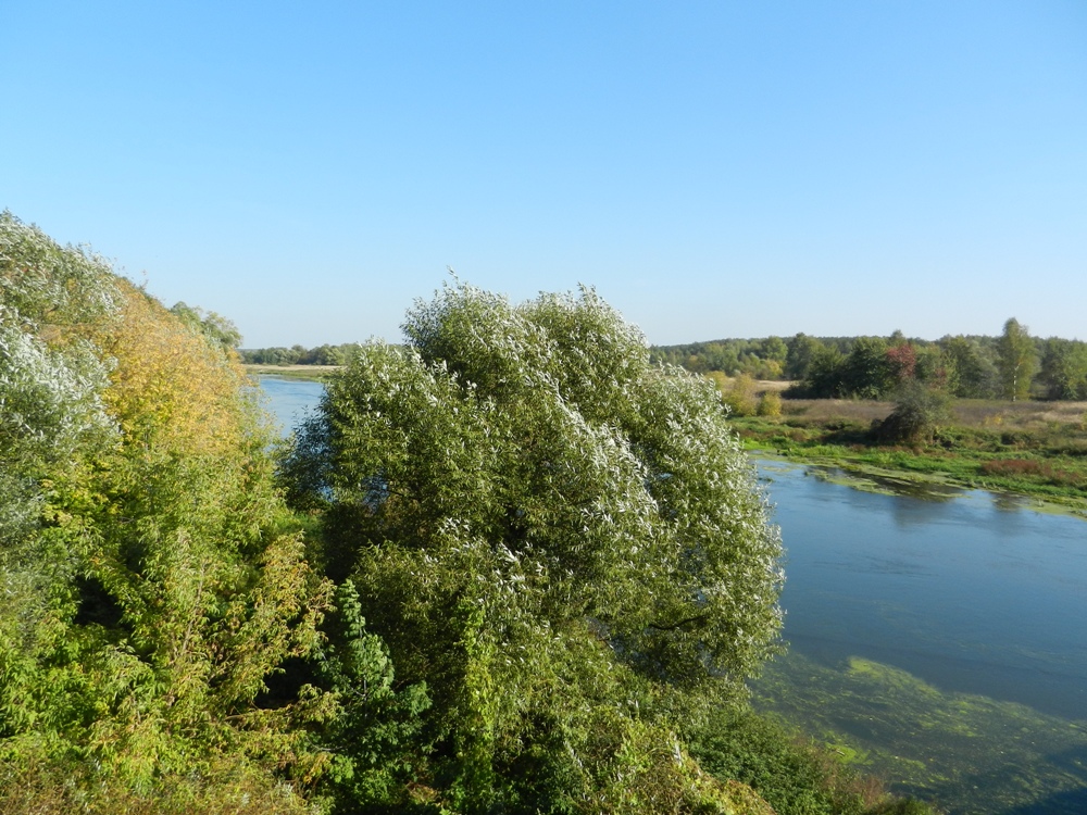 Павловский Посад и окрестности, image of landscape/habitat.