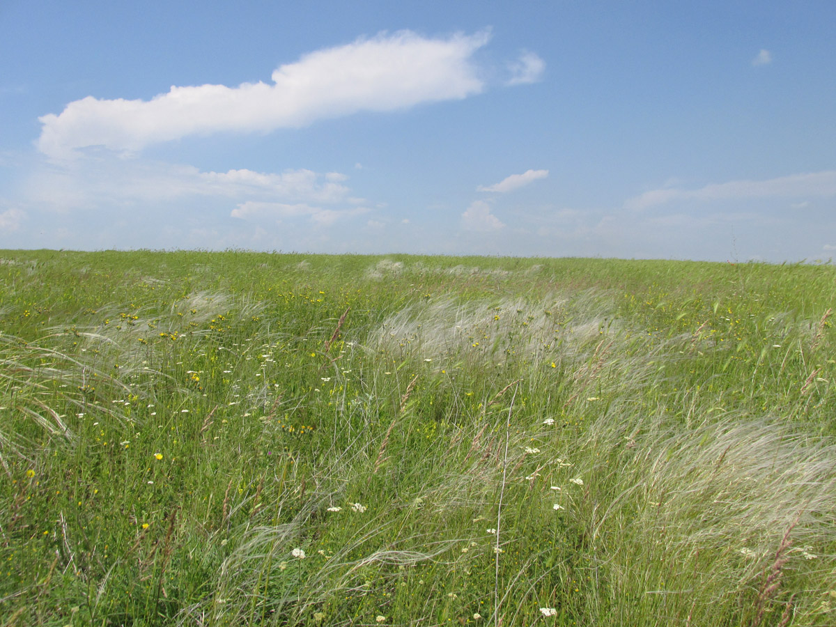 Давыдовка, image of landscape/habitat.
