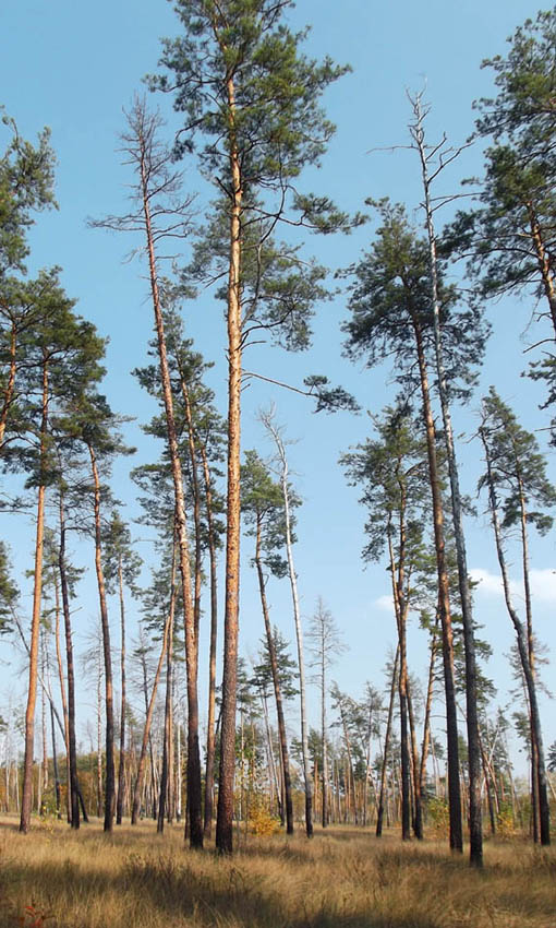 Гетманский НПП, image of landscape/habitat.