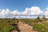 Кузоменьские пески, image of landscape/habitat.