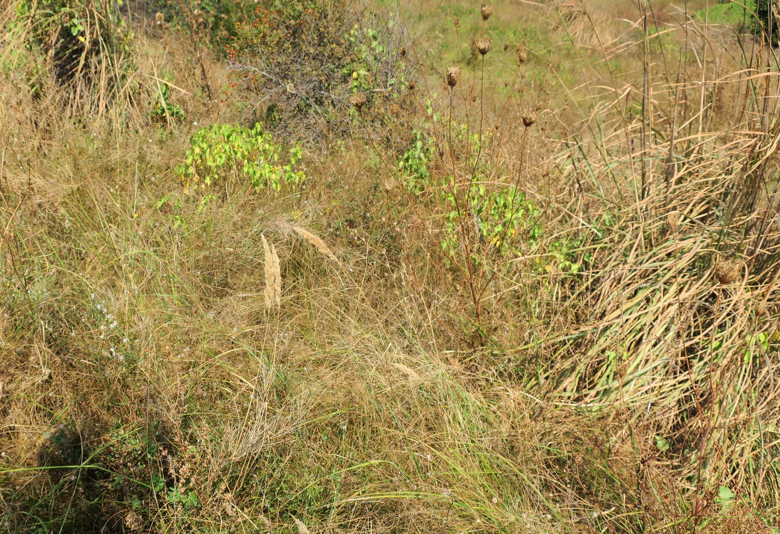 Дюны Несебра, image of landscape/habitat.