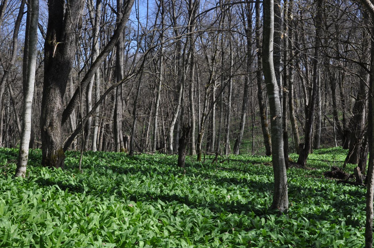 Окрестности пещеры Порошковая, image of landscape/habitat.