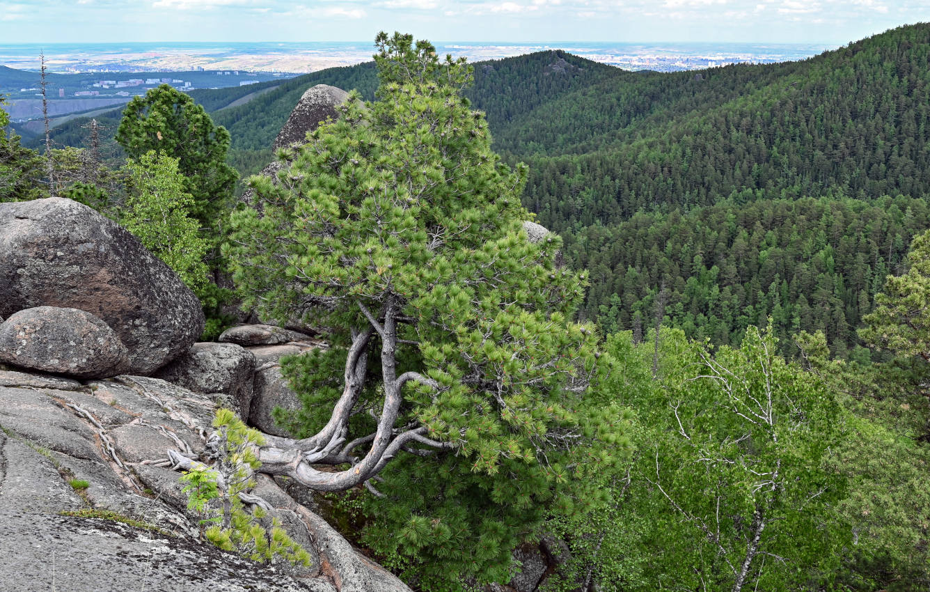 Красноярские Столбы, image of landscape/habitat.