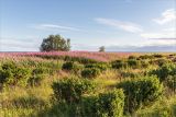 Мыс Корабль, image of landscape/habitat.