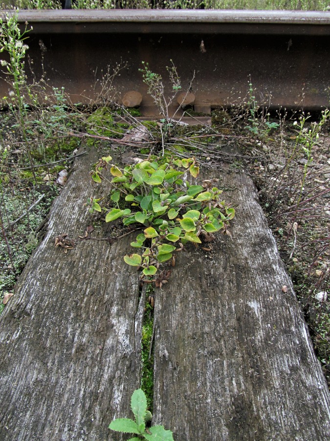 Пелецкий Мох, image of landscape/habitat.