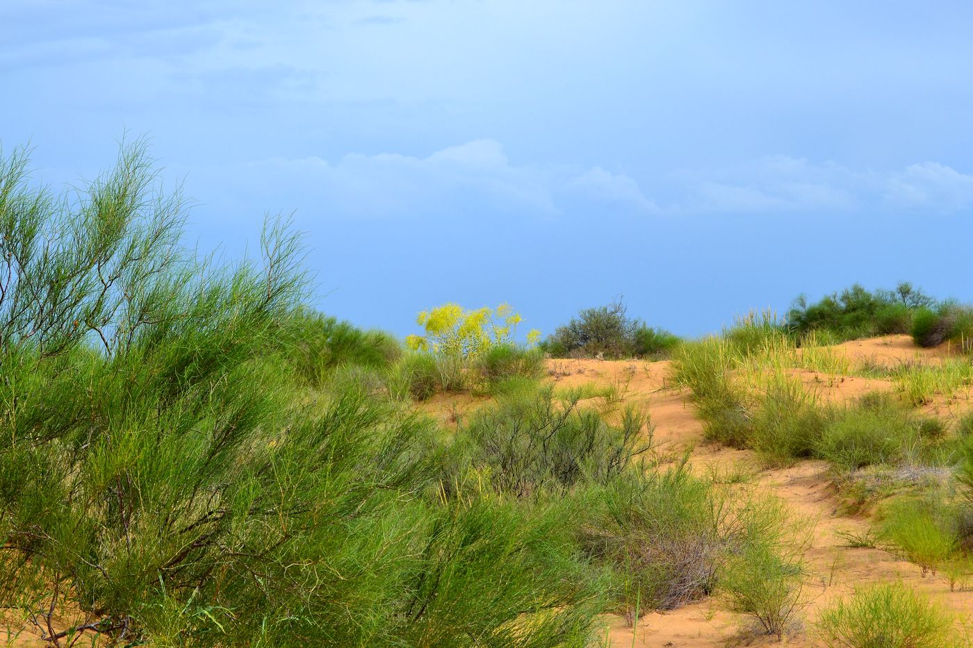 Бархан Большой Брат, image of landscape/habitat.