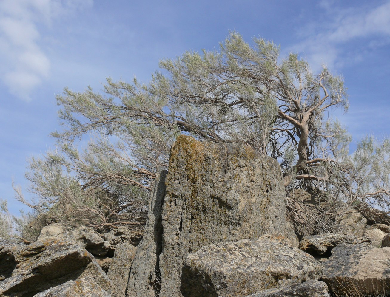 Западный чинк плато Устюрт, image of landscape/habitat.