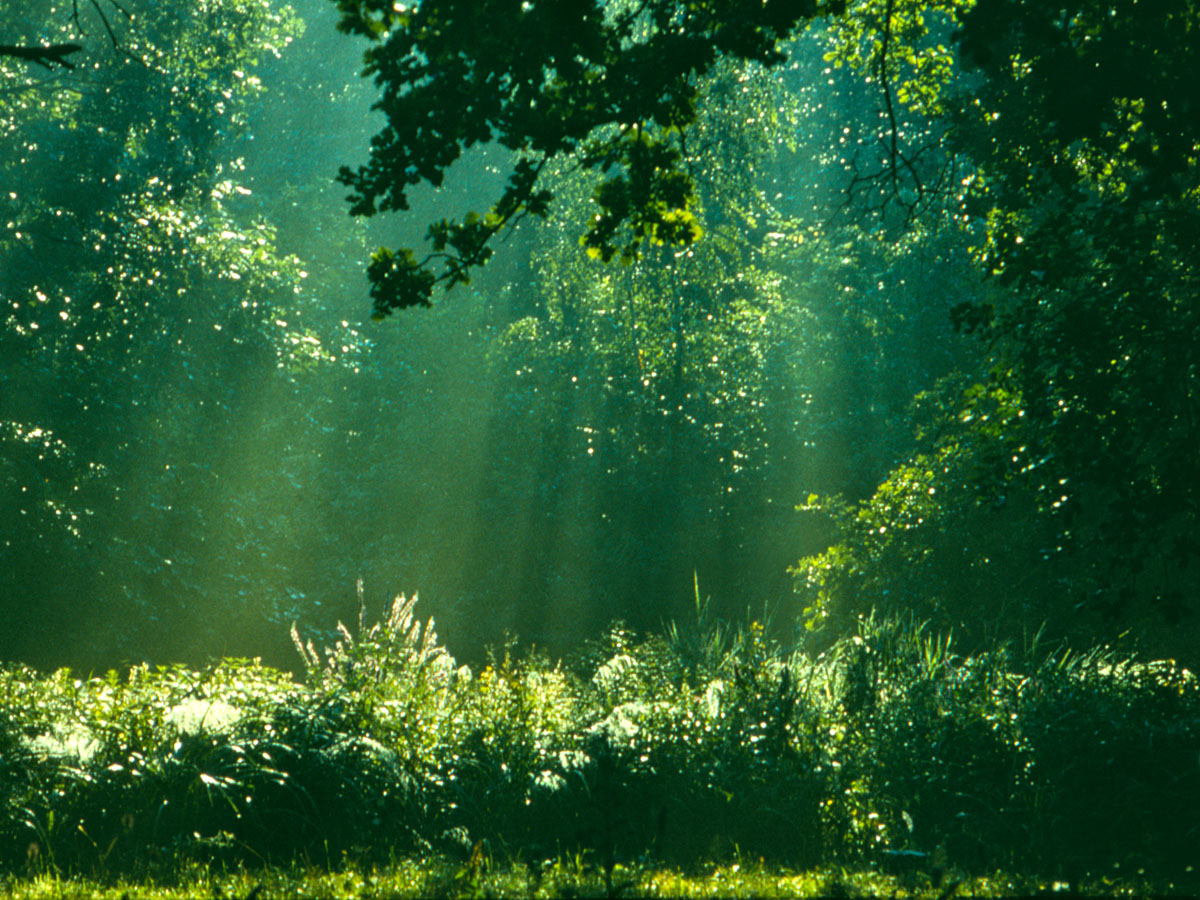 Окрестности города Трускавца, image of landscape/habitat.