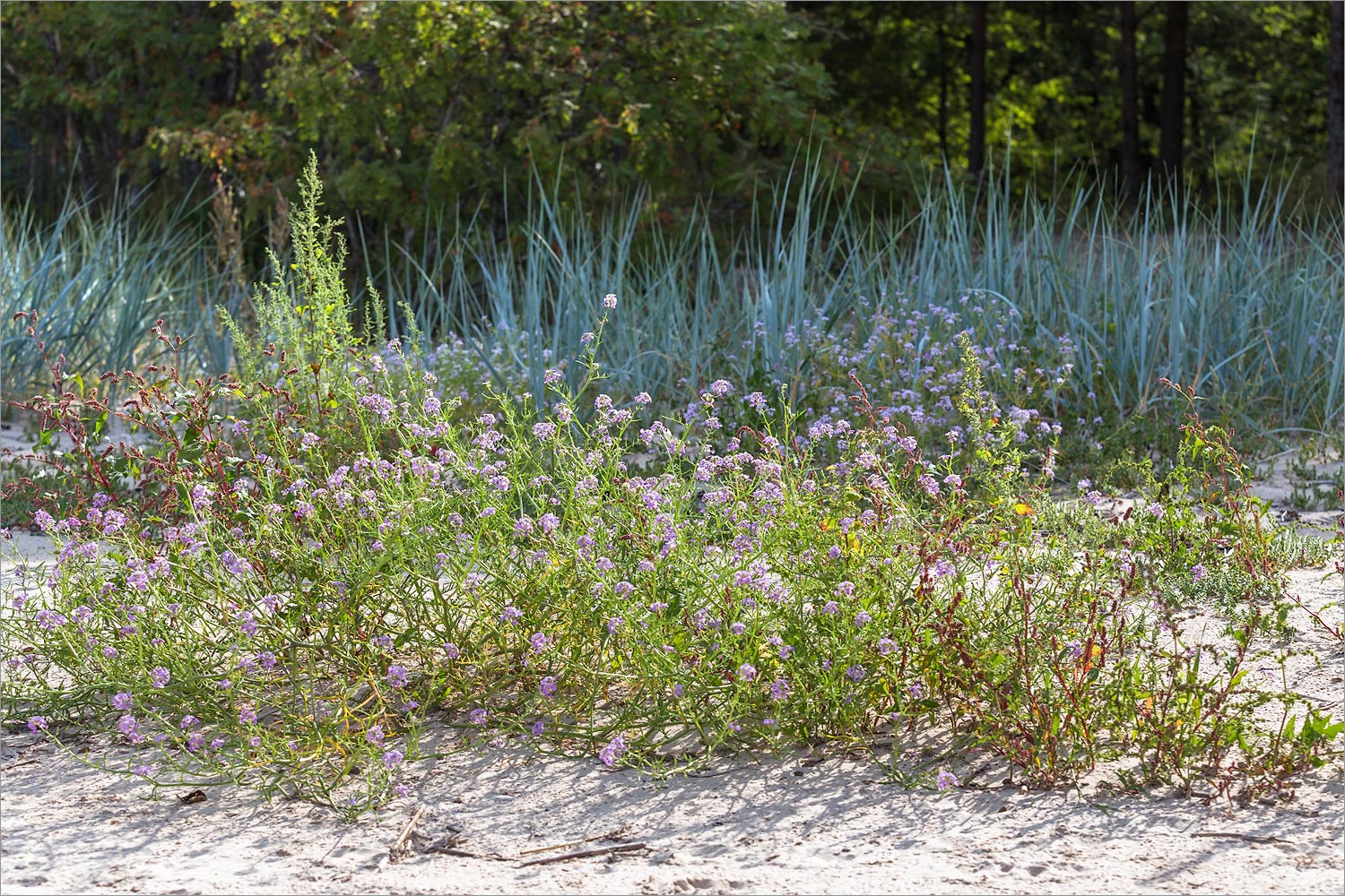 Мыс Дубовский, image of landscape/habitat.