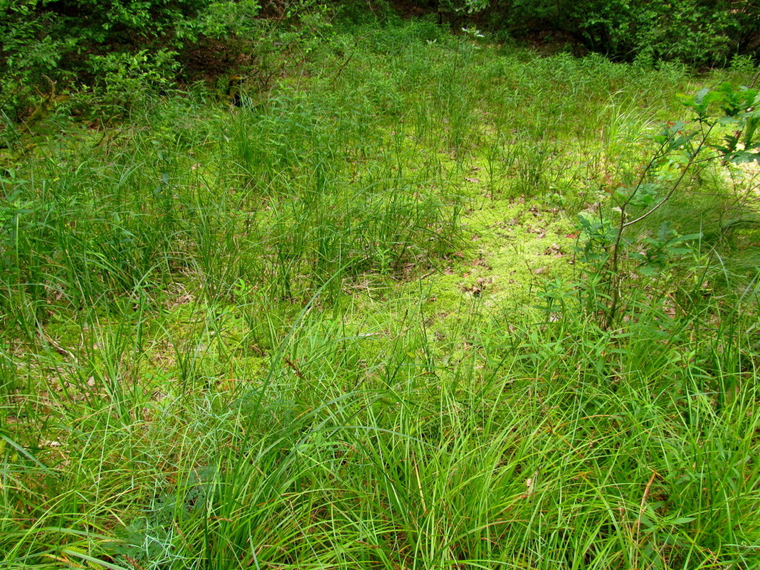 Чемеровка, image of landscape/habitat.