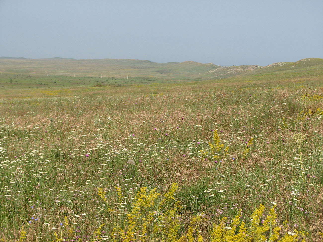 Караларская степь, image of landscape/habitat.