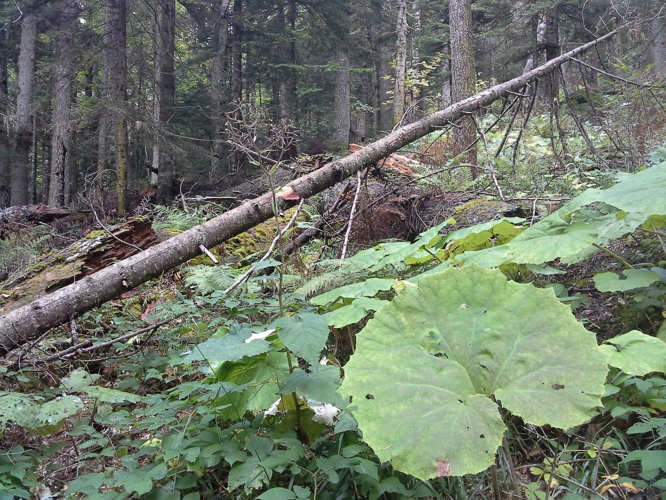 Окрестности истоков р. Курджипс, image of landscape/habitat.