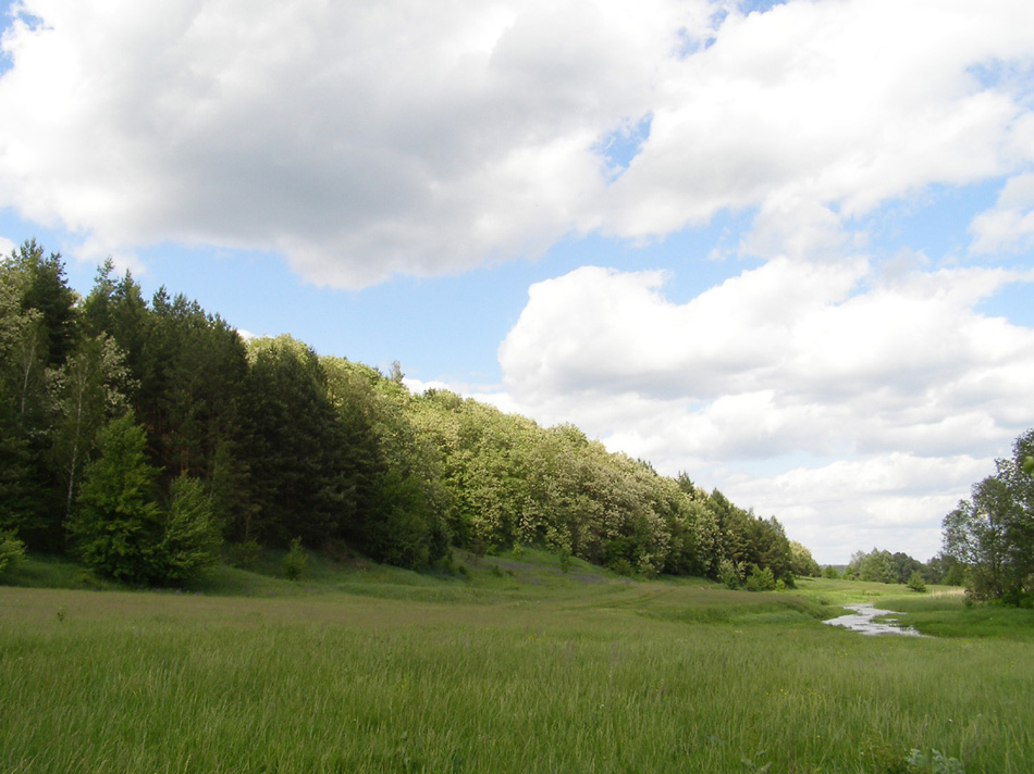 Гетманский НПП, image of landscape/habitat.