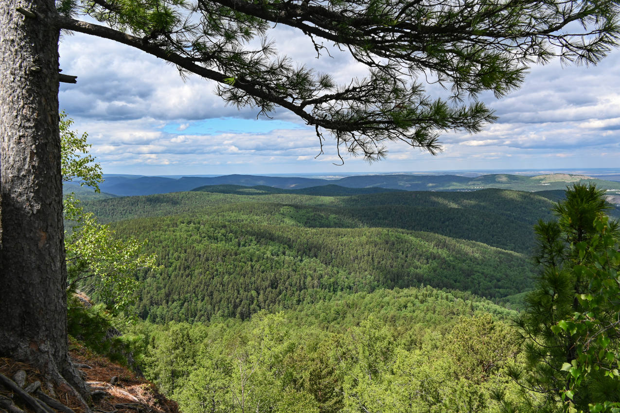 Красноярские Столбы, image of landscape/habitat.