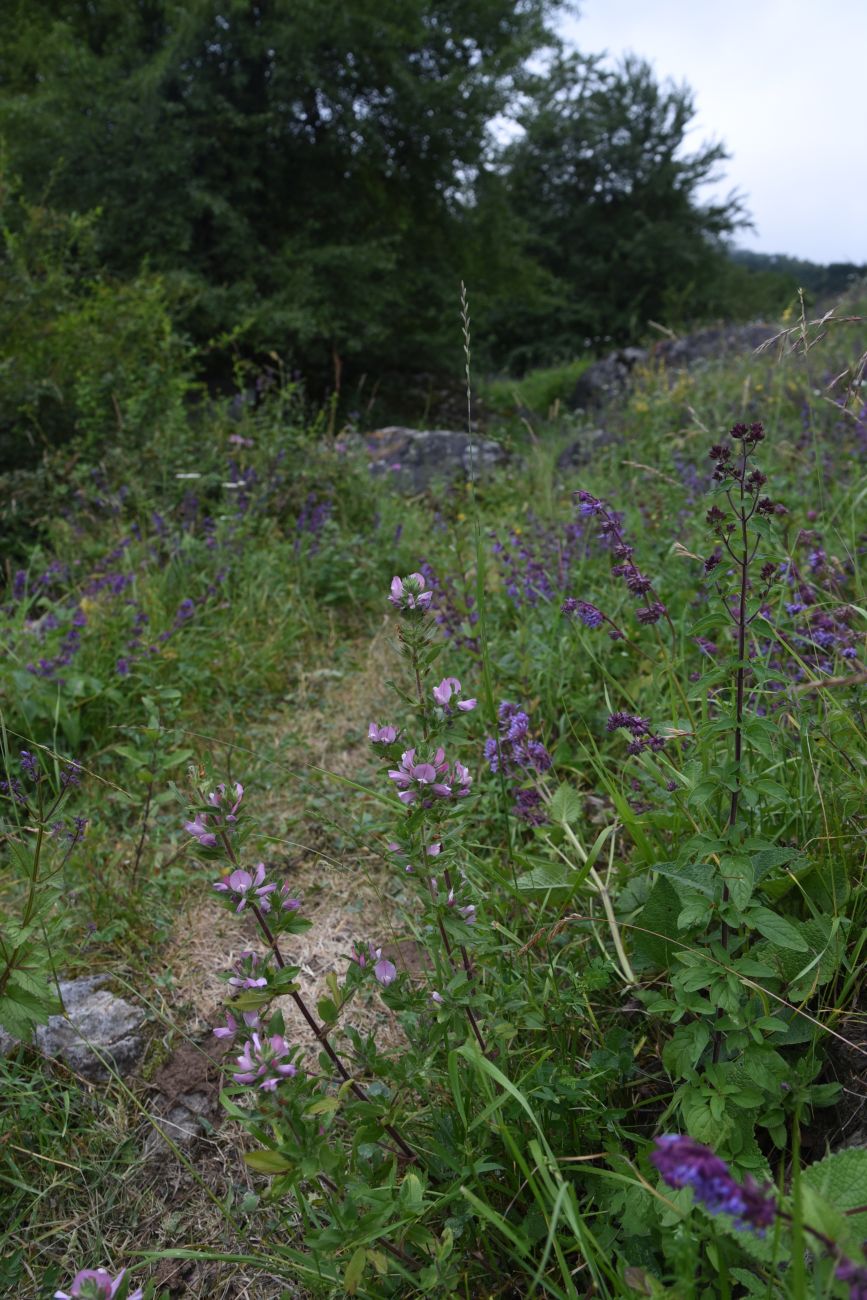 Нижний Кяхк и окрестности, image of landscape/habitat.