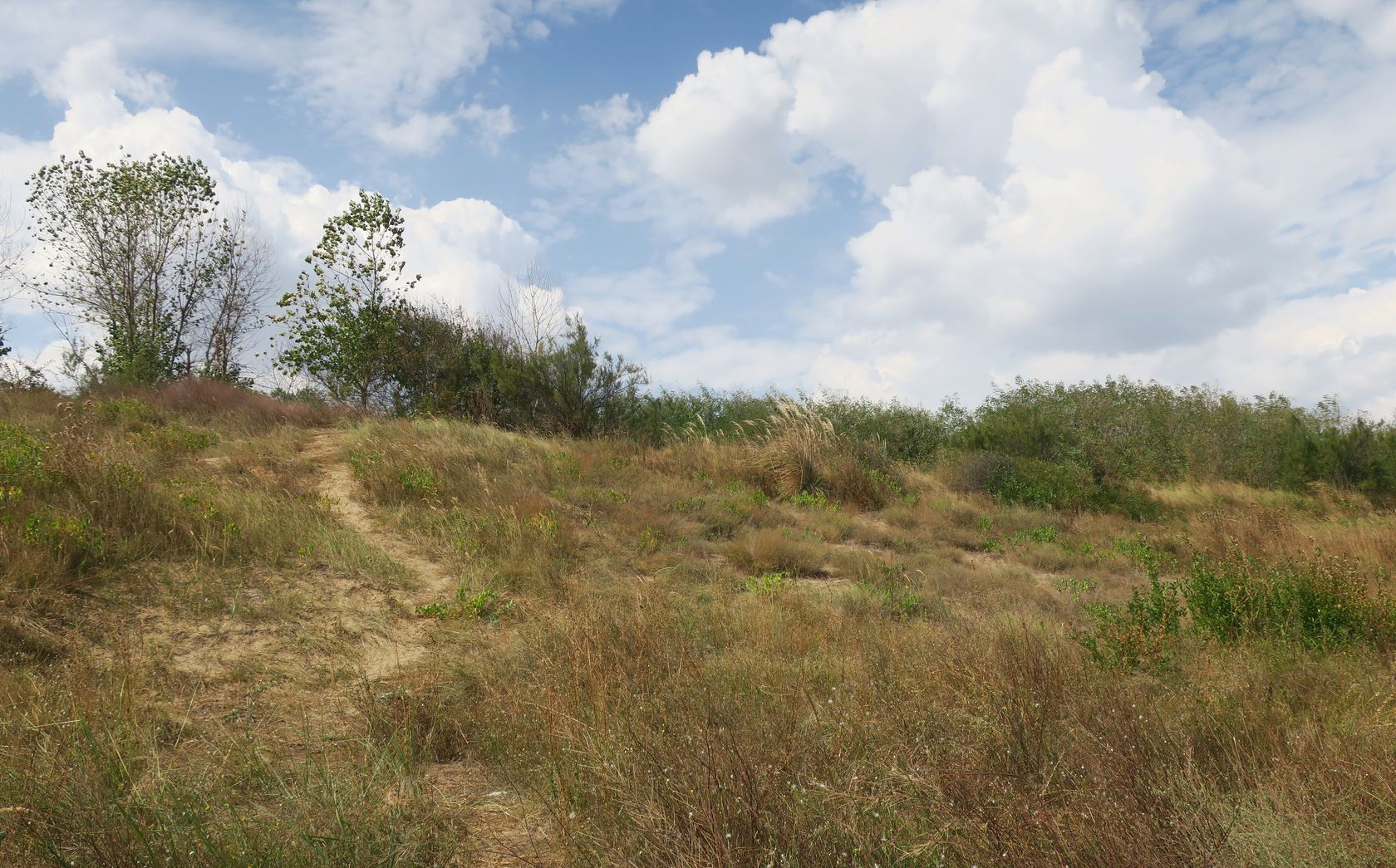 Дюны Несебра, image of landscape/habitat.