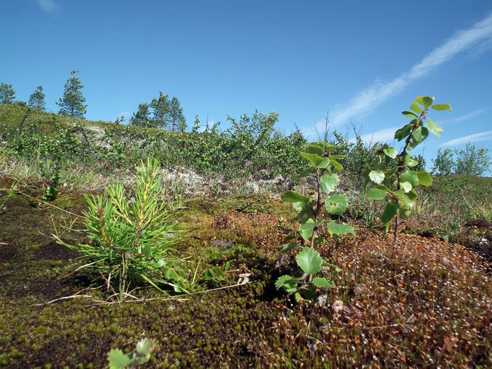 Губа Грязная, image of landscape/habitat.