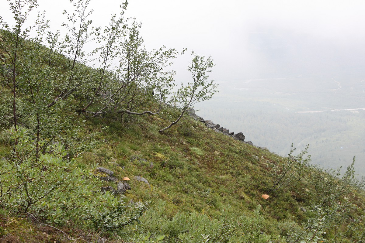 Окрестности Малого Вудъявра, image of landscape/habitat.