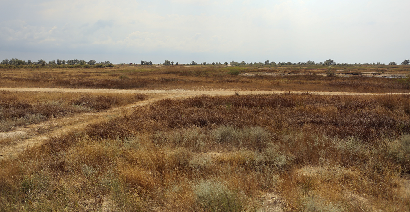 Между Саки и Евпаторией, image of landscape/habitat.