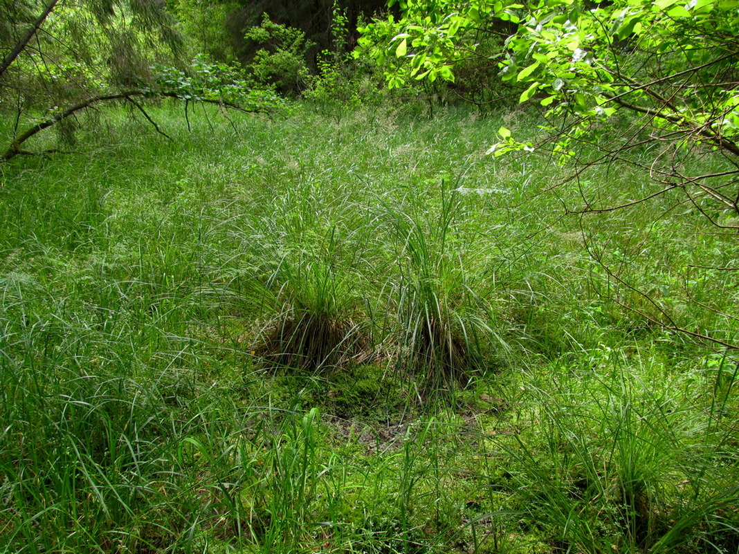 Чемеровка, image of landscape/habitat.