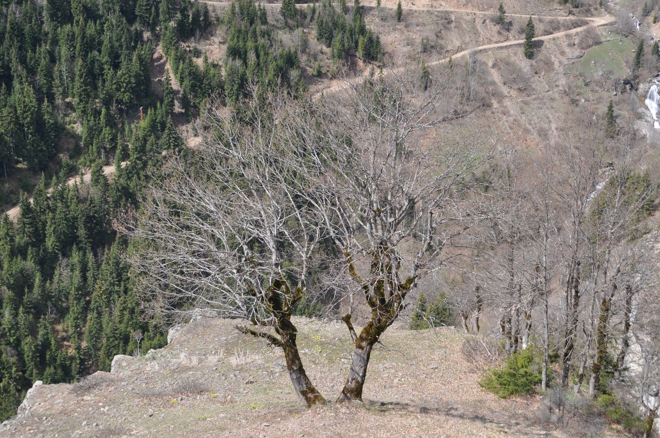 Окрестности монастыря Парехи, image of landscape/habitat.