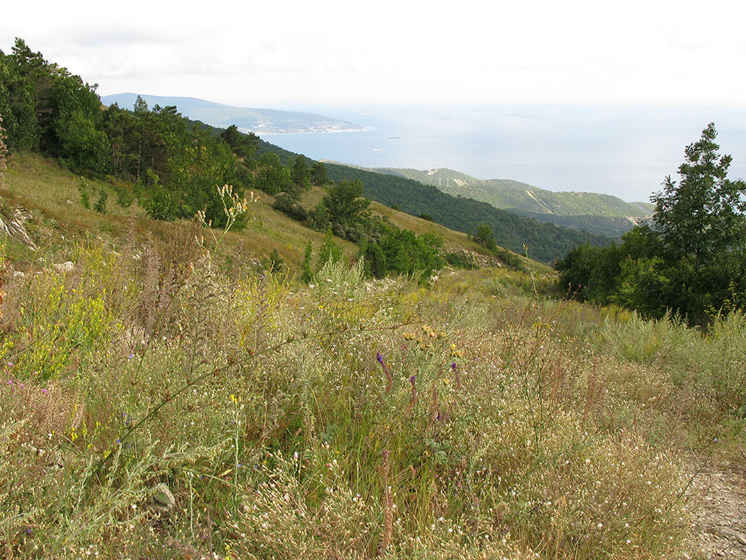 Прибрежная гора мыса Шесхарис, image of landscape/habitat.