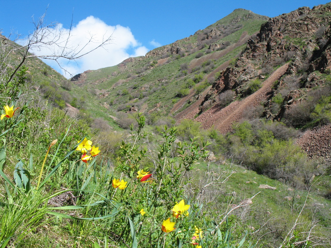 Мерке, image of landscape/habitat.