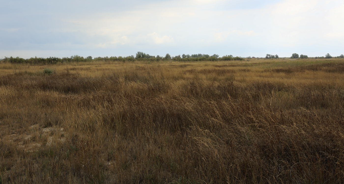 Между Саки и Евпаторией, image of landscape/habitat.