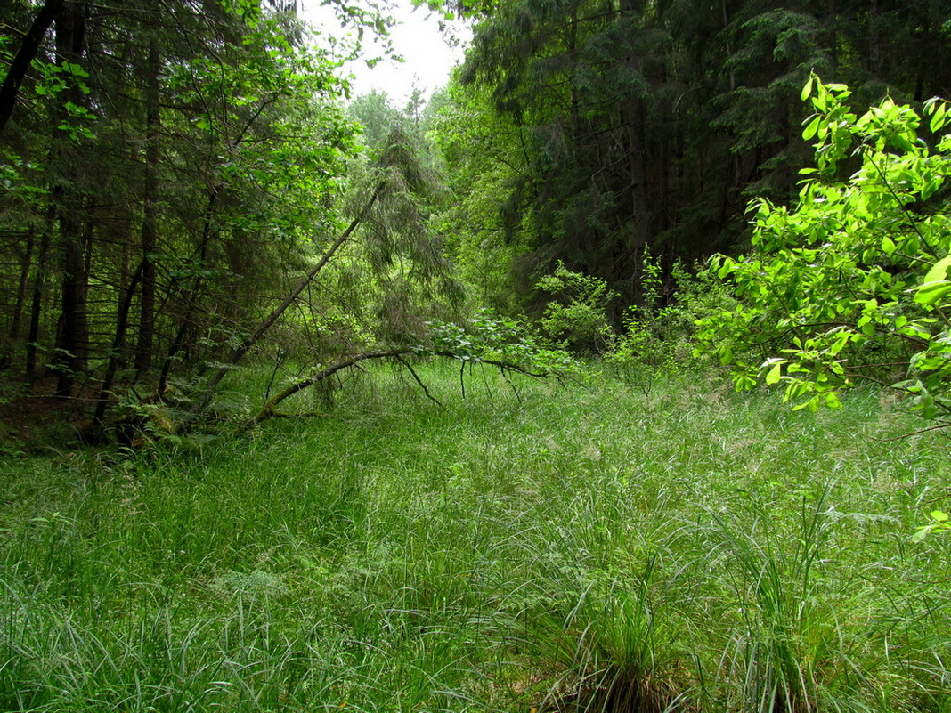 Чемеровка, image of landscape/habitat.