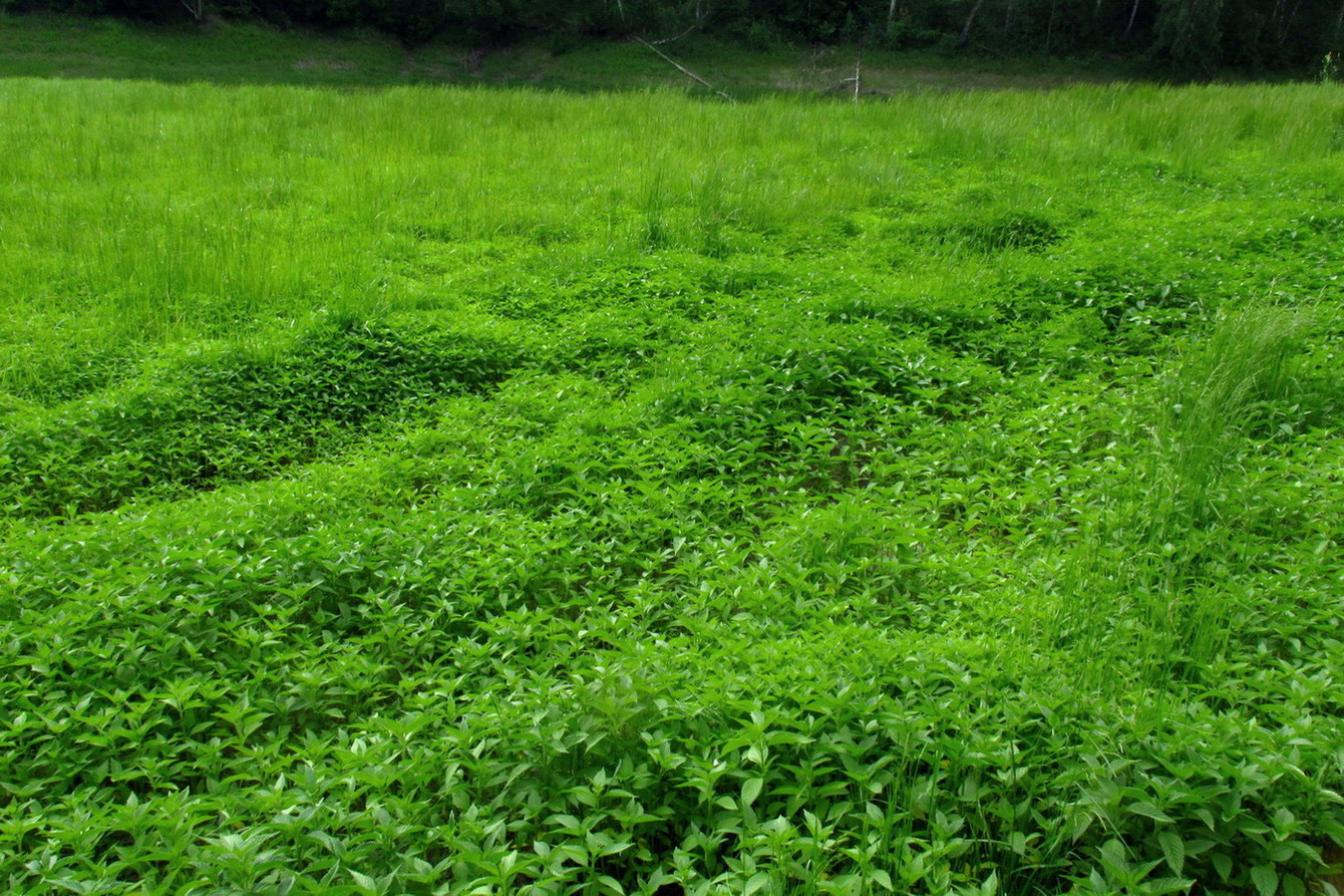 Убейский залив, image of landscape/habitat.