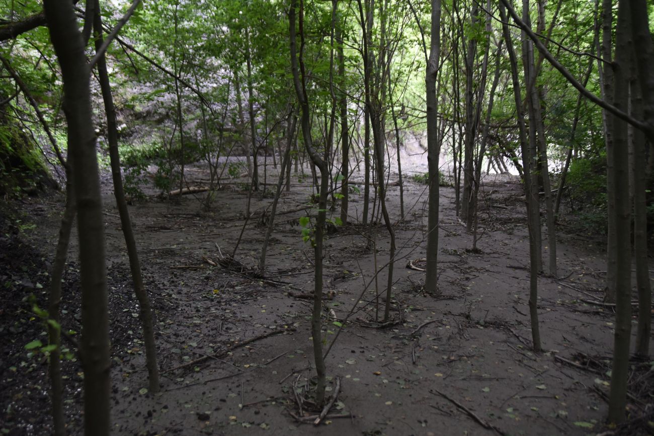 Левый приток реки Цесиахк, image of landscape/habitat.