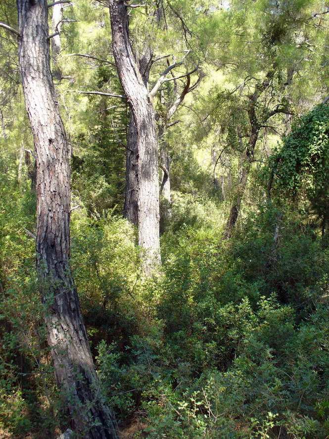 Бельдиби, image of landscape/habitat.