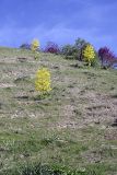 Горы Санглак, image of landscape/habitat.