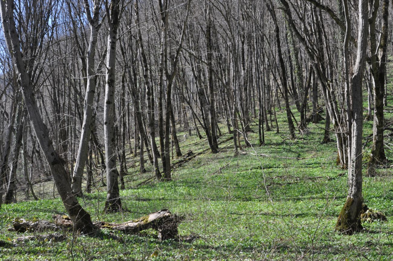 Долина Белой около Руфабго, image of landscape/habitat.