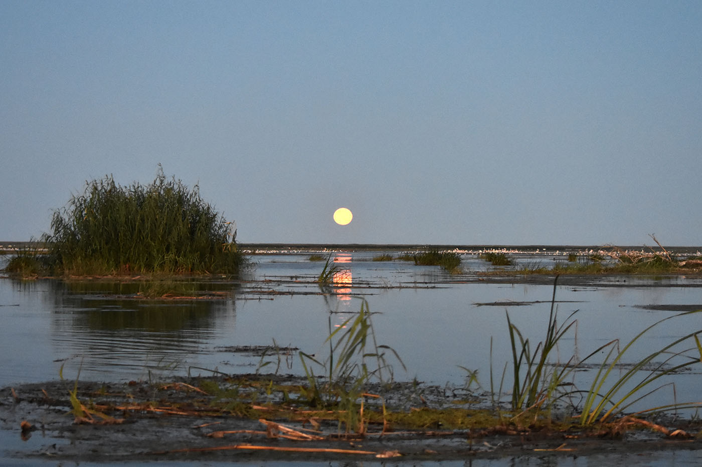 Дельта (нижняя зона), image of landscape/habitat.