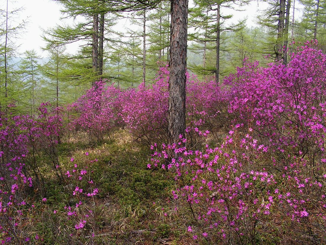 Кенада, image of landscape/habitat.