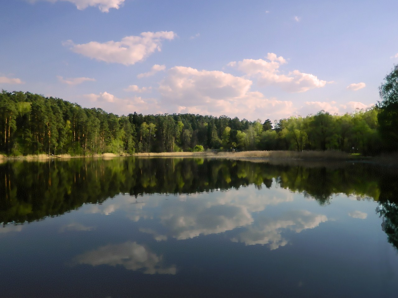 Окрестности города Одинцово, image of landscape/habitat.