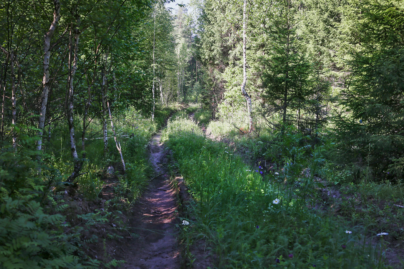 Кунчурихинский бор, image of landscape/habitat.