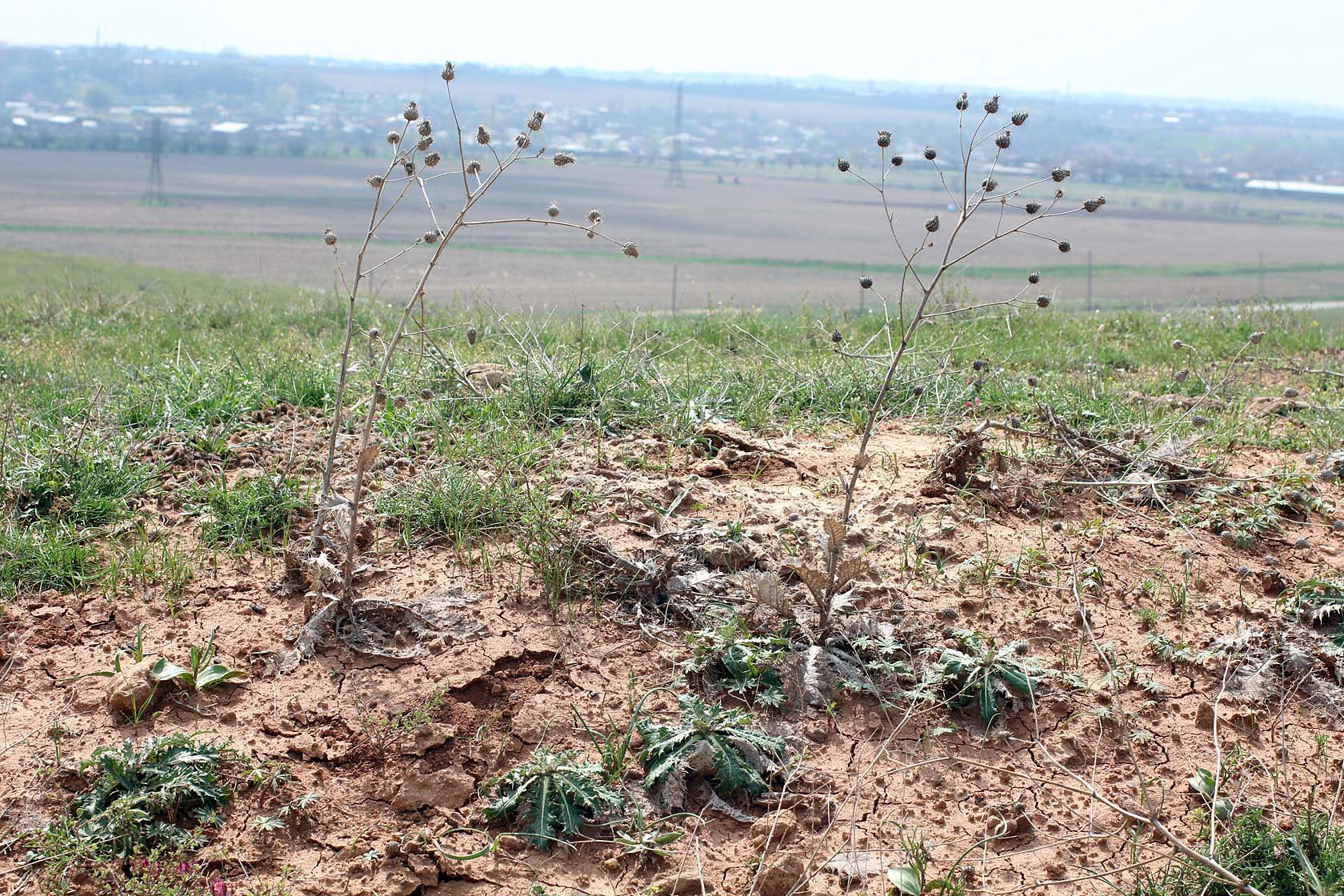 Окрестности посёлка Майский, image of landscape/habitat.