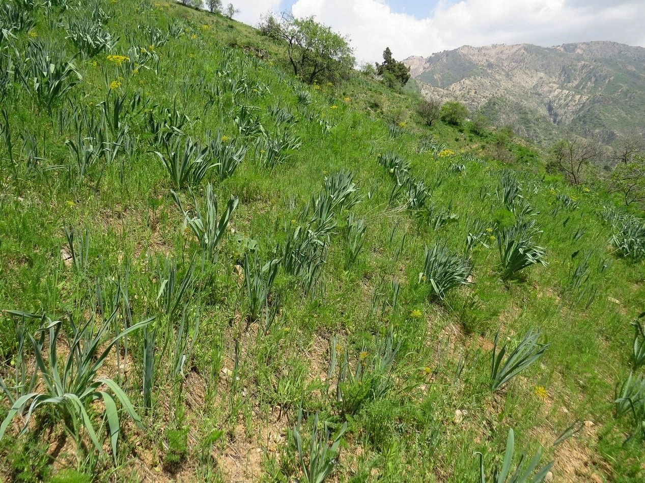 Кондара, image of landscape/habitat.