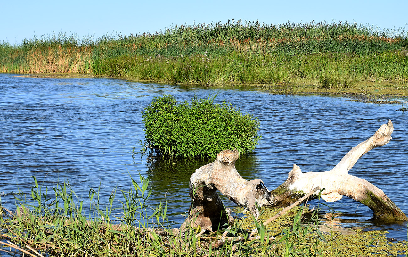 Дельта (нижняя зона), image of landscape/habitat.