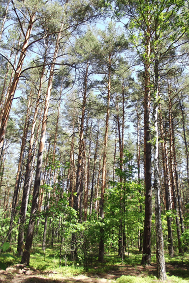 Межречинский РЛП, image of landscape/habitat.