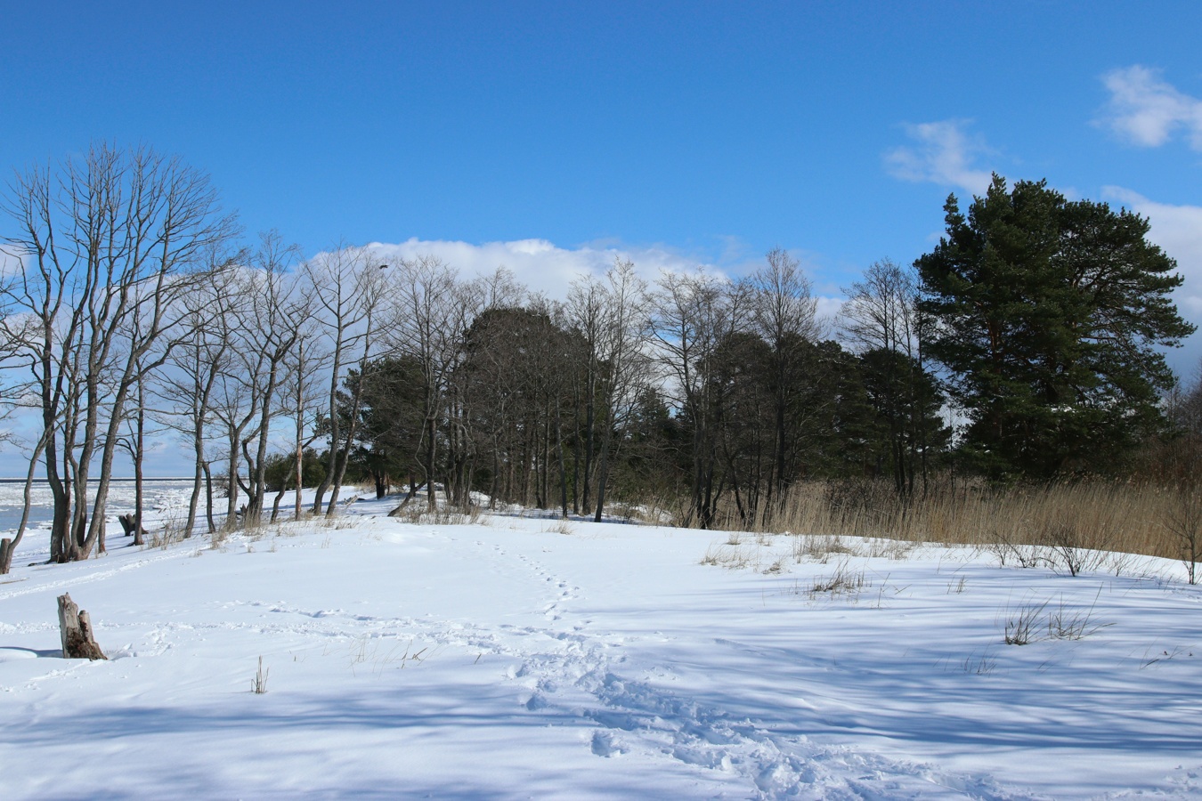 Большая Ижора, image of landscape/habitat.