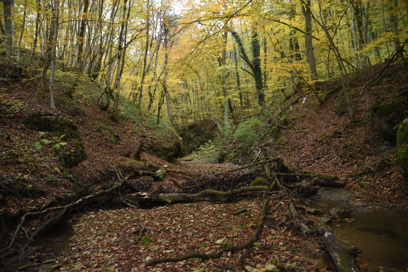 Окрестности устья ручья Толмач, изображение ландшафта.