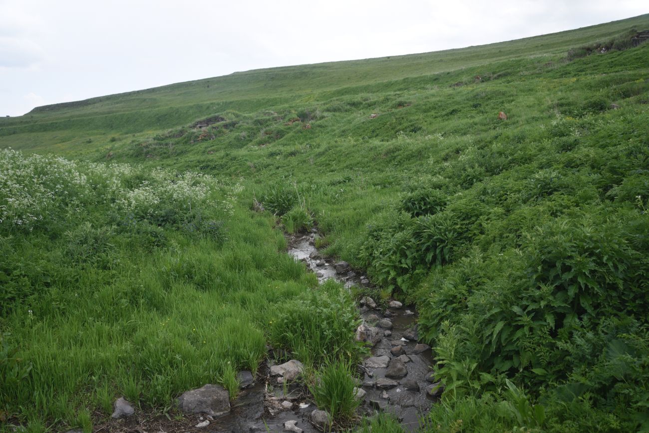 Окрестности Зеда-Тмогви, image of landscape/habitat.