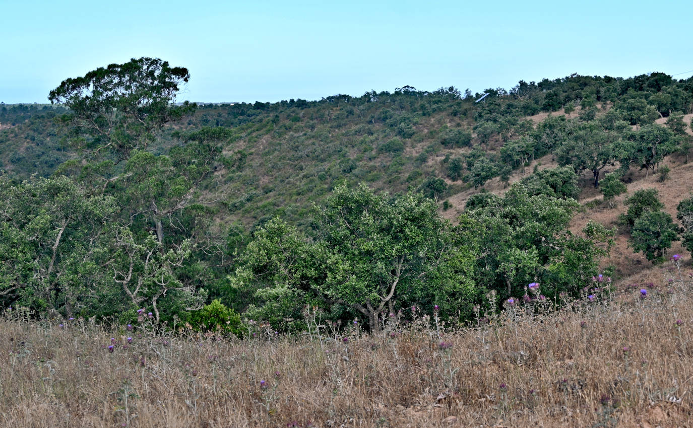 Долина реки Мира, image of landscape/habitat.