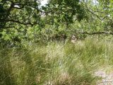 Image of landscape