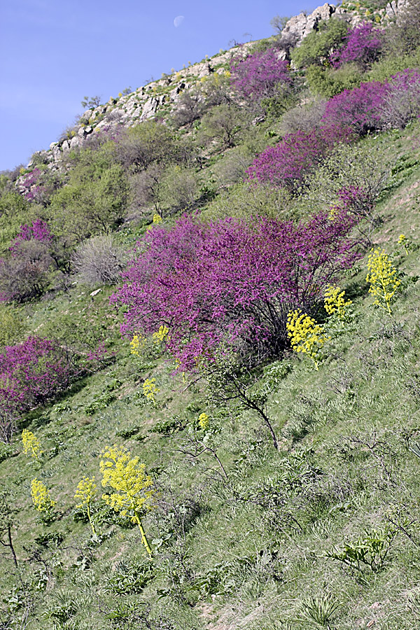 Горы Санглак, image of landscape/habitat.